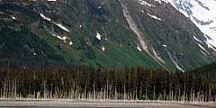 Toothpick Forest