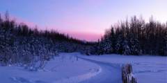 Dog Mushing Trail