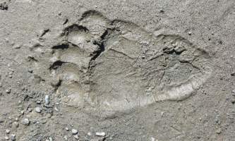 Brown_bear_rear_paw_print-rsz-copyright_Kip_Minnery-ma82j7